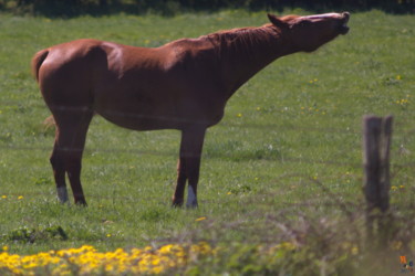 Fotografia intitolato "Cheval 05" da Miodrag Aubertin, Opera d'arte originale