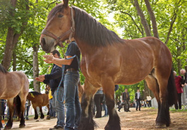 Фотография под названием "Course  des chevaux…" - Miodrag Aubertin, Подлинное произведение искусства