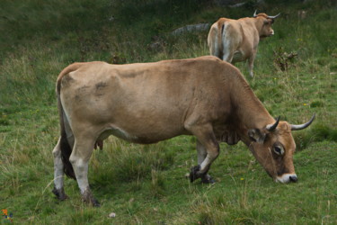 Photographie intitulée "Vaches sur le Mont…" par Miodrag Aubertin, Œuvre d'art originale