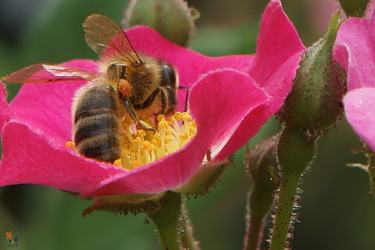 Fotografia intitolato "Abeille 02" da Miodrag Aubertin, Opera d'arte originale