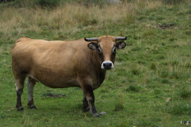 Фотография под названием "Vache sur le Mont L…" - Miodrag Aubertin, Подлинное произведение искусства