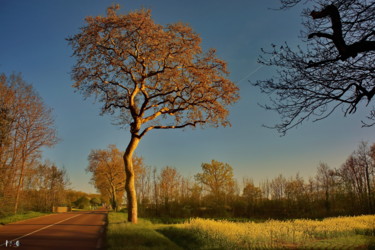 Photographie intitulée "Platane" par Miodrag Aubertin, Œuvre d'art originale