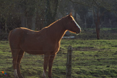 Photography titled "Mon voisin le cheval" by Miodrag Aubertin, Original Artwork