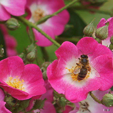 Fotografia intitolato "Abeille 01" da Miodrag Aubertin, Opera d'arte originale