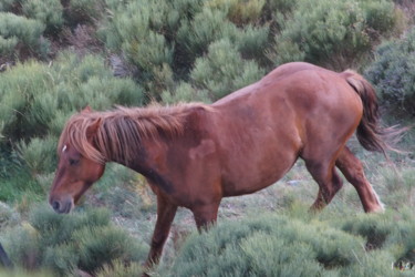 Photographie intitulée "Cheval 10" par Miodrag Aubertin, Œuvre d'art originale