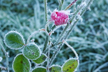 Fotografie mit dem Titel "Givre" von Miodrag Aubertin, Original-Kunstwerk