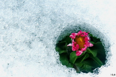 Photographie intitulée "neige_04" par Miodrag Aubertin, Œuvre d'art originale