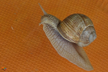 Photographie intitulée "Escargot" par Miodrag Aubertin, Œuvre d'art originale, Photographie numérique