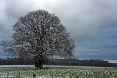 Fotografía titulada "Arbre Hiver 2021" por Miodrag Aubertin, Obra de arte original, Fotografía digital