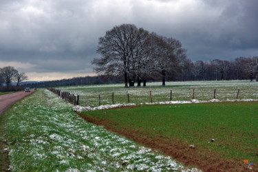 Photographie intitulée "Arbre 02 Hiver 2021" par Miodrag Aubertin, Œuvre d'art originale, Photographie numérique