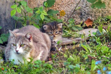 Fotografie getiteld "chatte et son chaton" door Miodrag Aubertin, Origineel Kunstwerk, Digitale fotografie