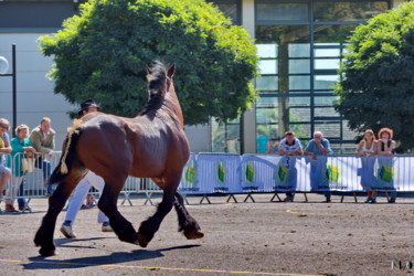 Photographie intitulée "Cheval de trait d’A…" par Miodrag Aubertin, Œuvre d'art originale, Photographie numérique