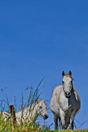 Photographie intitulée "Chevaux" par Miodrag Aubertin, Œuvre d'art originale