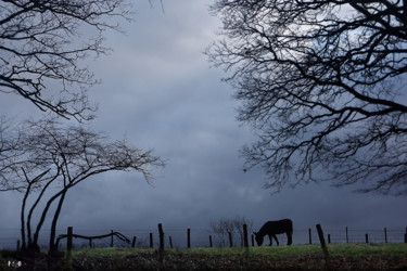 Fotografie getiteld "âne 03" door Miodrag Aubertin, Origineel Kunstwerk