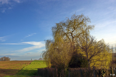 Fotografie mit dem Titel "Saule pleureur 02" von Miodrag Aubertin, Original-Kunstwerk