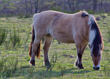 Fotografia intitulada "Cheval 02" por Miodrag Aubertin, Obras de arte originais