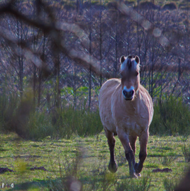 Photographie intitulée "Cheval 03" par Miodrag Aubertin, Œuvre d'art originale