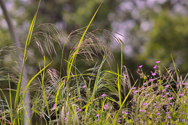 Photography titled "Herbes folles" by Miodrag Aubertin, Original Artwork