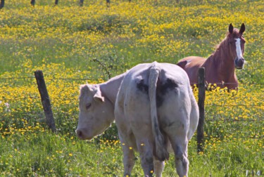 Photographie intitulée "La vache et le chev…" par Miodrag Aubertin, Œuvre d'art originale