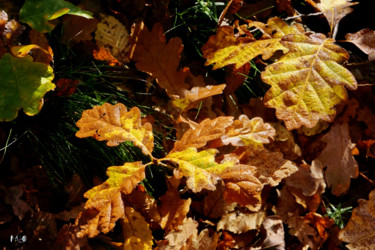 Photographie intitulée "couleurs d'automne…" par Miodrag Aubertin, Œuvre d'art originale