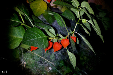 Photographie intitulée "physalis" par Miodrag Aubertin, Œuvre d'art originale