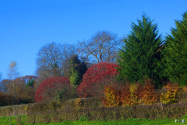 Photographie intitulée "couleurs d'automne…" par Miodrag Aubertin, Œuvre d'art originale