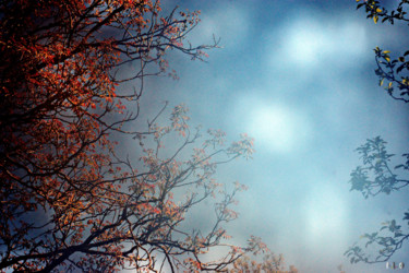 Photographie intitulée "couleurs d'automne…" par Miodrag Aubertin, Œuvre d'art originale