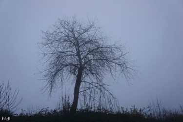 Photographie intitulée "Arbre 56" par Miodrag Aubertin, Œuvre d'art originale