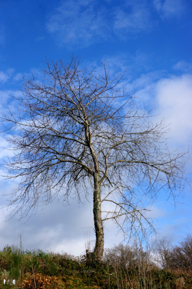 Photographie intitulée "Arbres 53" par Miodrag Aubertin, Œuvre d'art originale