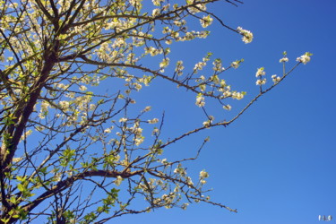 Фотография под названием "cerisier" - Miodrag Aubertin, Подлинное произведение искусства