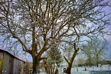 Fotografie mit dem Titel "Arbre 58" von Miodrag Aubertin, Original-Kunstwerk