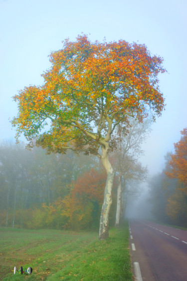 Photography titled "Arbre_02" by Miodrag Aubertin, Original Artwork