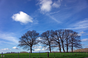 Photographie intitulée "Arbre 63" par Miodrag Aubertin, Œuvre d'art originale