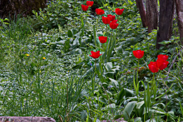 摄影 标题为“Tulipes à Flée  san…” 由Miodrag Aubertin, 原创艺术品