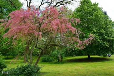 Photography titled "Arbre en fleur 02" by Miodrag Aubertin, Original Artwork