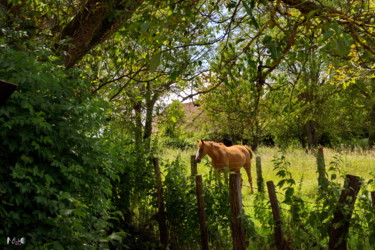 Fotografia intitolato "Cheval-05" da Miodrag Aubertin, Opera d'arte originale