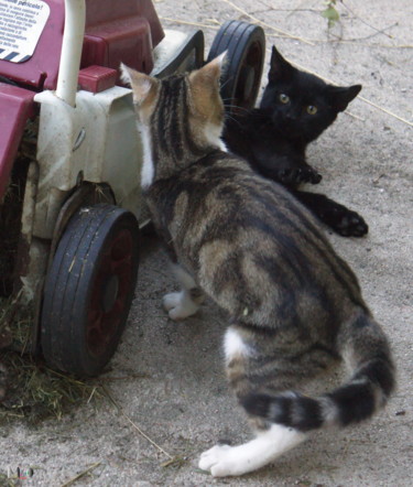 Photography titled "2 chatons  en confr…" by Miodrag Aubertin, Original Artwork