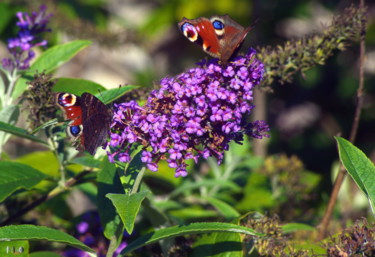 Photographie intitulée "Papillons" par Miodrag Aubertin, Œuvre d'art originale
