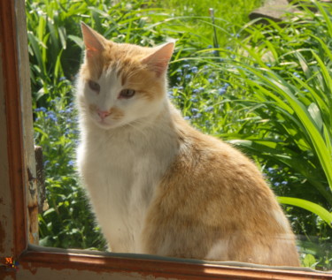 Photographie intitulée "chat jaune et blanc" par Miodrag Aubertin, Œuvre d'art originale