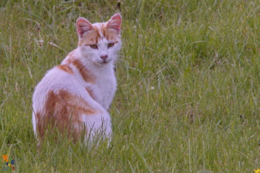 Photographie intitulée "Chat roux et blanc…" par Miodrag Aubertin, Œuvre d'art originale