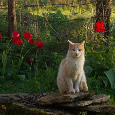 "chat jaune et blanc…" başlıklı Fotoğraf Miodrag Aubertin tarafından, Orijinal sanat