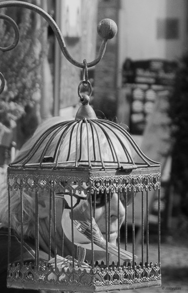 Get me out of this cage Photography titled "Get me out of this…" by Michel Iordanov, Original Art, Digital Photography Mounted on Other rigid panel