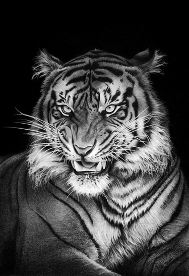 Drawing titled "PANTHERA TIGRIS" by Miro Gradinšćak, Original Artwork, Graphite