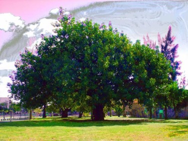Fotografía titulada "El árbol. mi árbol…" por Mirta Pagano, Obra de arte original