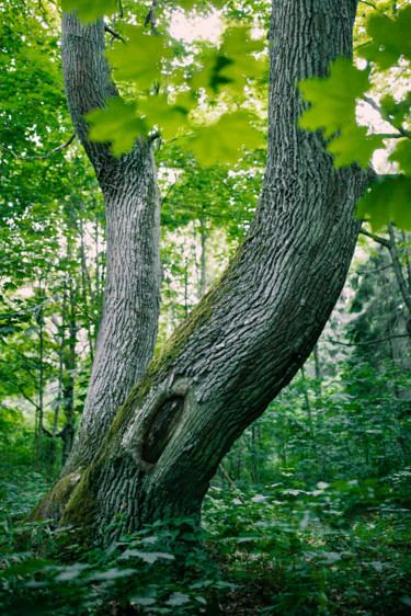 Photography titled "Oak" by Mikhail Kapychka, Original Artwork, Digital Photography