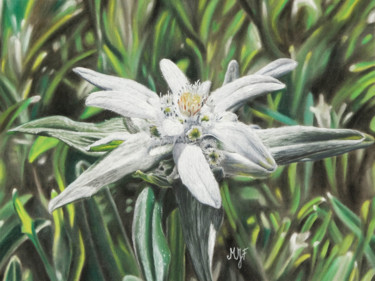 Pintura intitulada "Edelweiss" por Marie-Jeanne Fawer, Obras de arte originais, Pastel