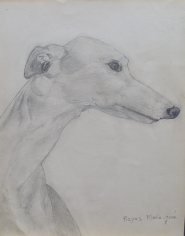 Drawing titled "Lévrier Slougi" by Marie-Josée Reyes, Original Artwork, Pencil