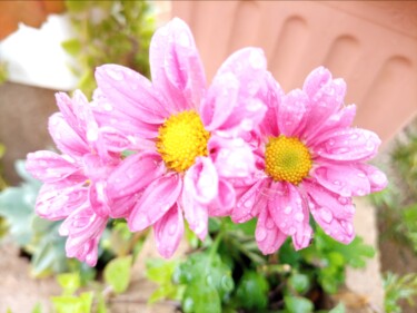 Photographie intitulée "Fleurs" par Jafeth Moiane, Œuvre d'art originale, Photographie numérique