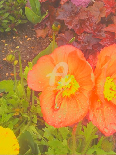 Photographie intitulée "Fleurs oranges" par Marie-Louise Trichet, Œuvre d'art originale, Photographie non manipulée