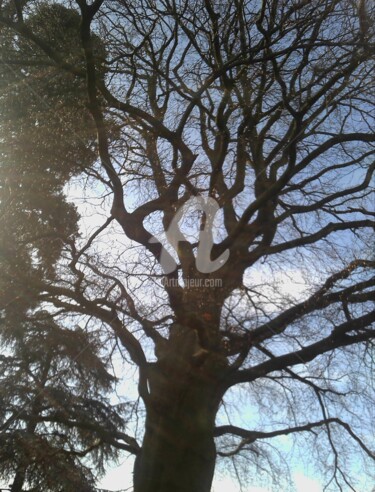 Photography titled "Arbre" by Marie-Louise Trichet, Original Artwork, Non Manipulated Photography
